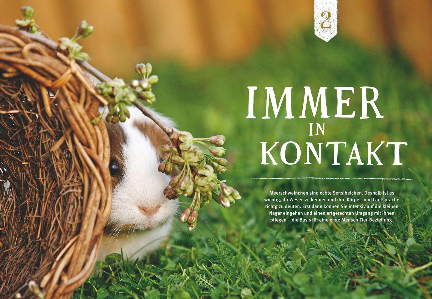 Bild: 9783833842160 | Neugierige Meerschweinchen | Immanuel Birmelin | Taschenbuch | 144 S.