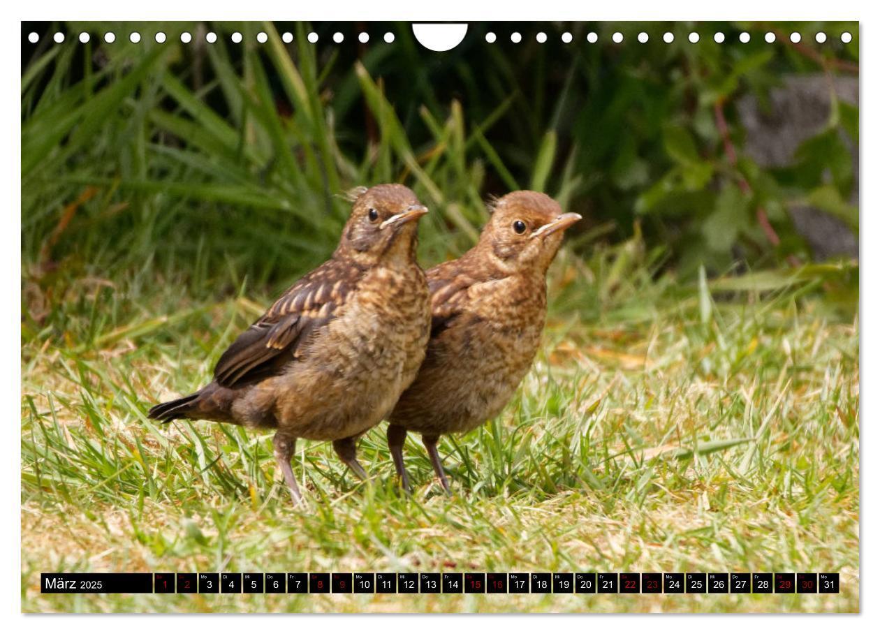 Bild: 9783435029310 | Vogelkinder - Junge Wildvögel (Wandkalender 2025 DIN A4 quer),...