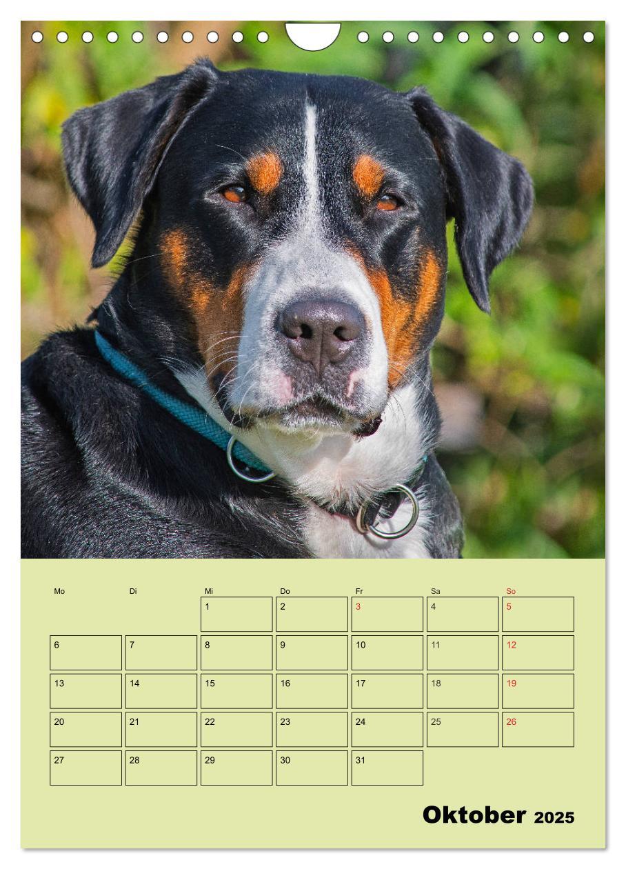 Bild: 9783435960323 | Familienplaner Großer Schweizer Sennenhund (Wandkalender 2025 DIN...