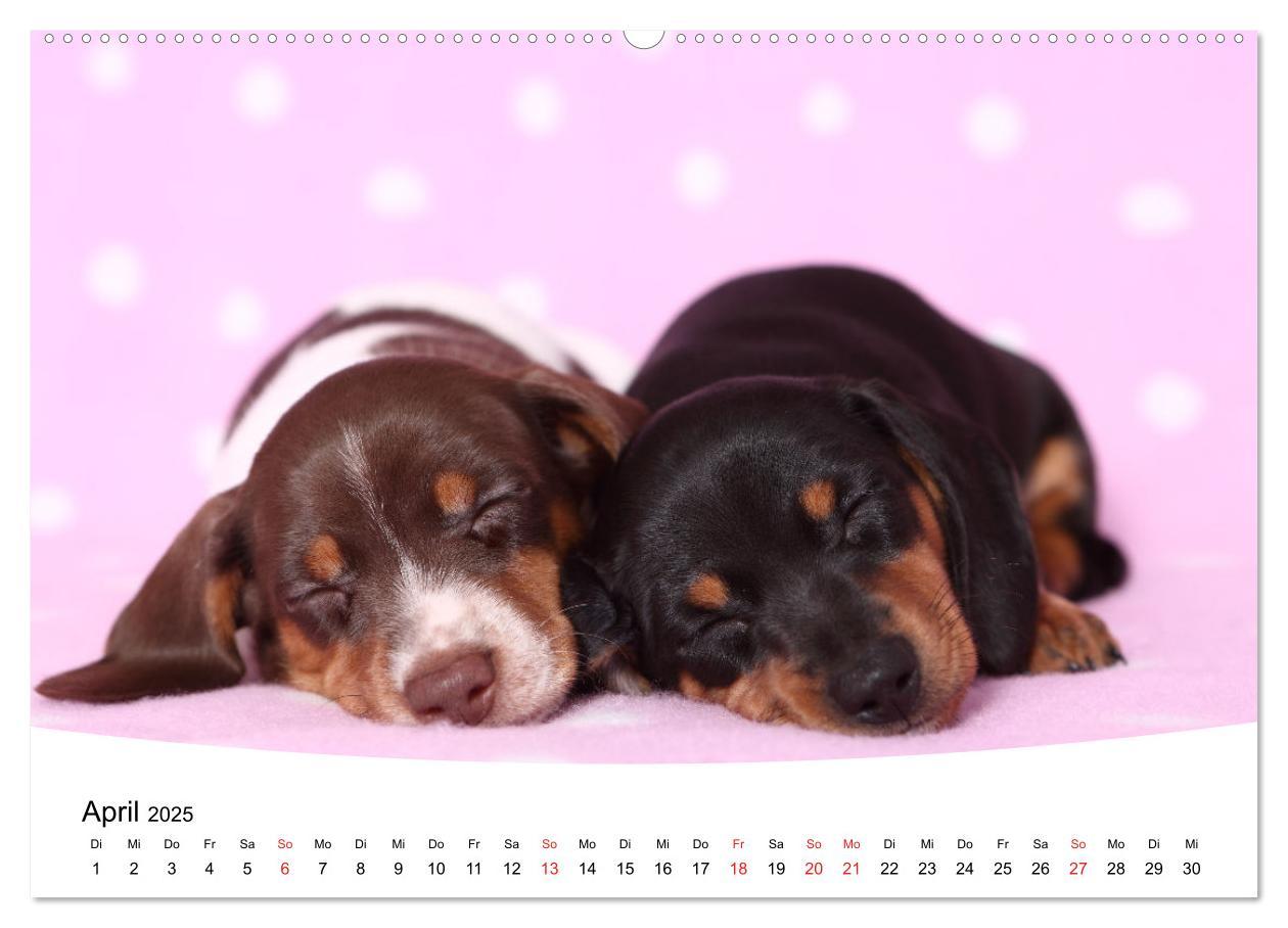 Bild: 9783435159338 | Süße Träume 2025 - schlafende Hundewelpen (Wandkalender 2025 DIN A2...