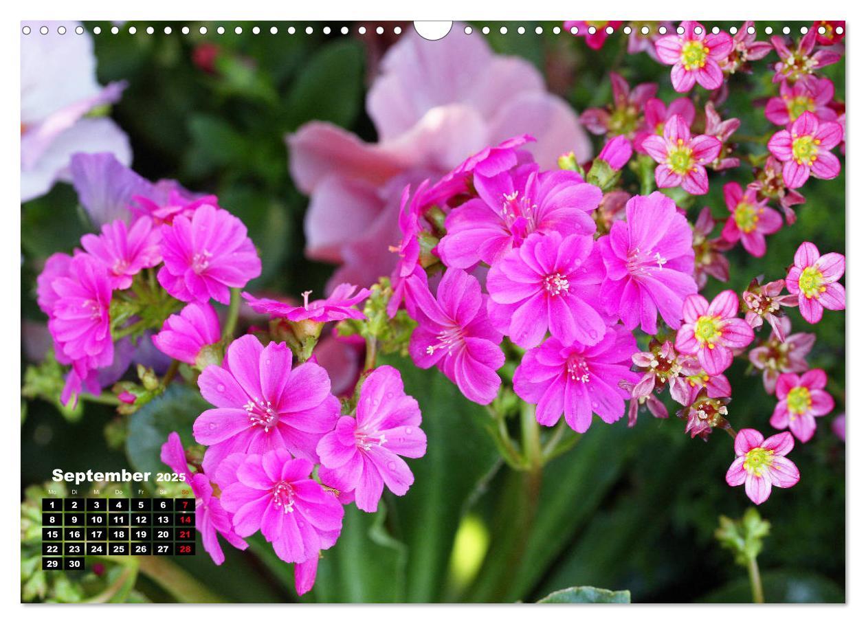 Bild: 9783435132775 | Lewisia, das Porzellanröschen (Wandkalender 2025 DIN A3 quer),...