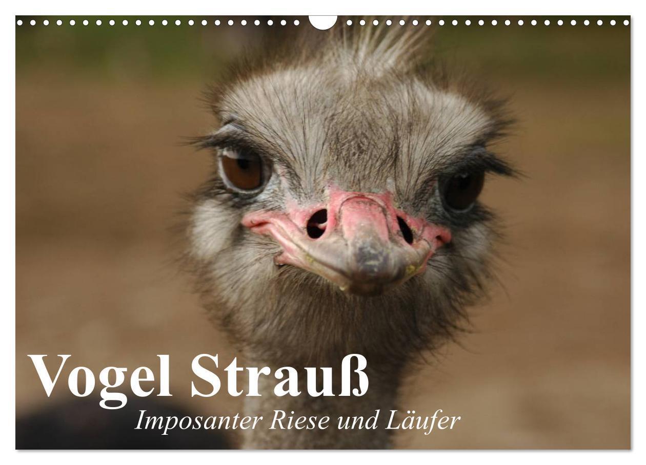 Cover: 9783383307782 | Vogel Strauß. Imposanter Riese und Läufer (Wandkalender 2024 DIN A3...