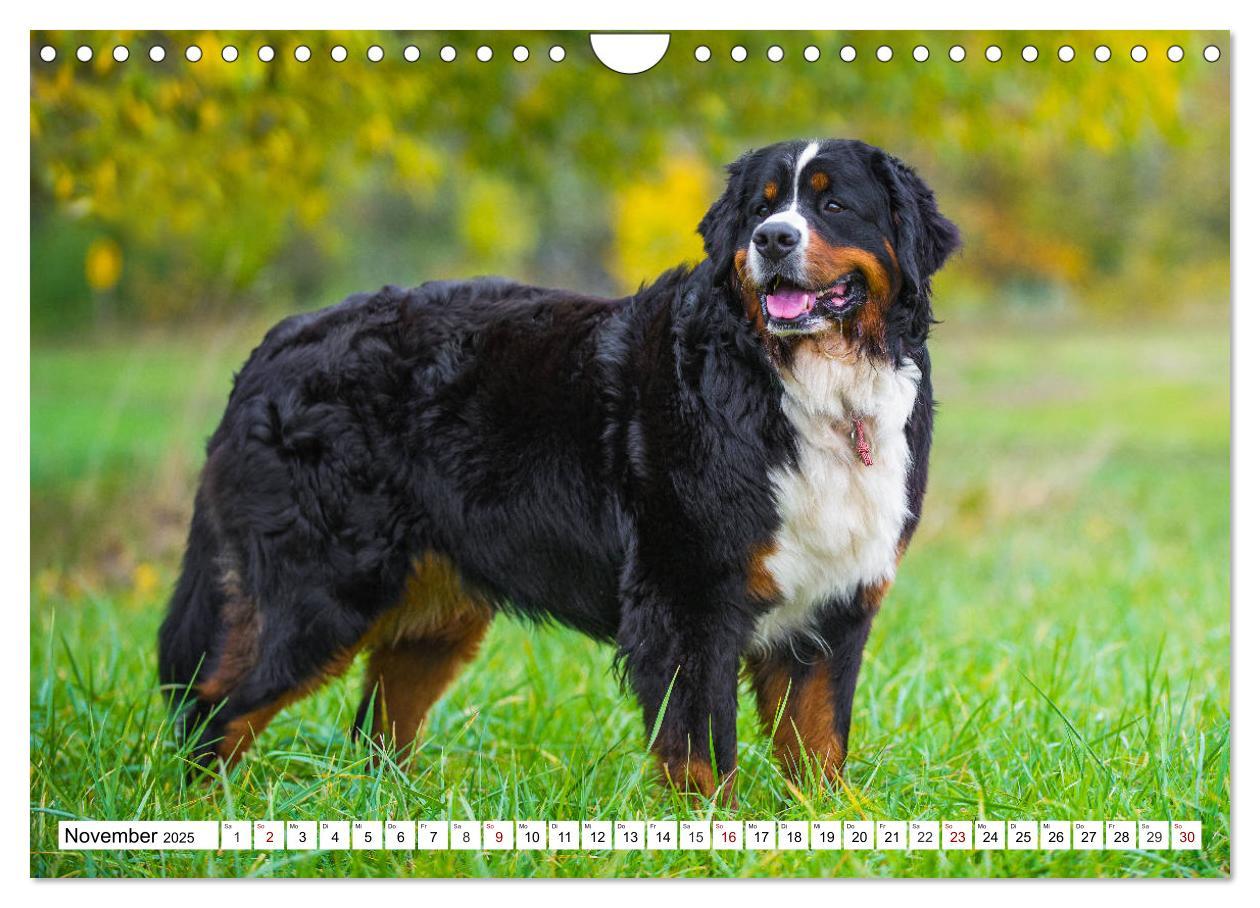 Bild: 9783435381258 | Faszinierende Schönheit Berner Sennenhund (Wandkalender 2025 DIN A4...