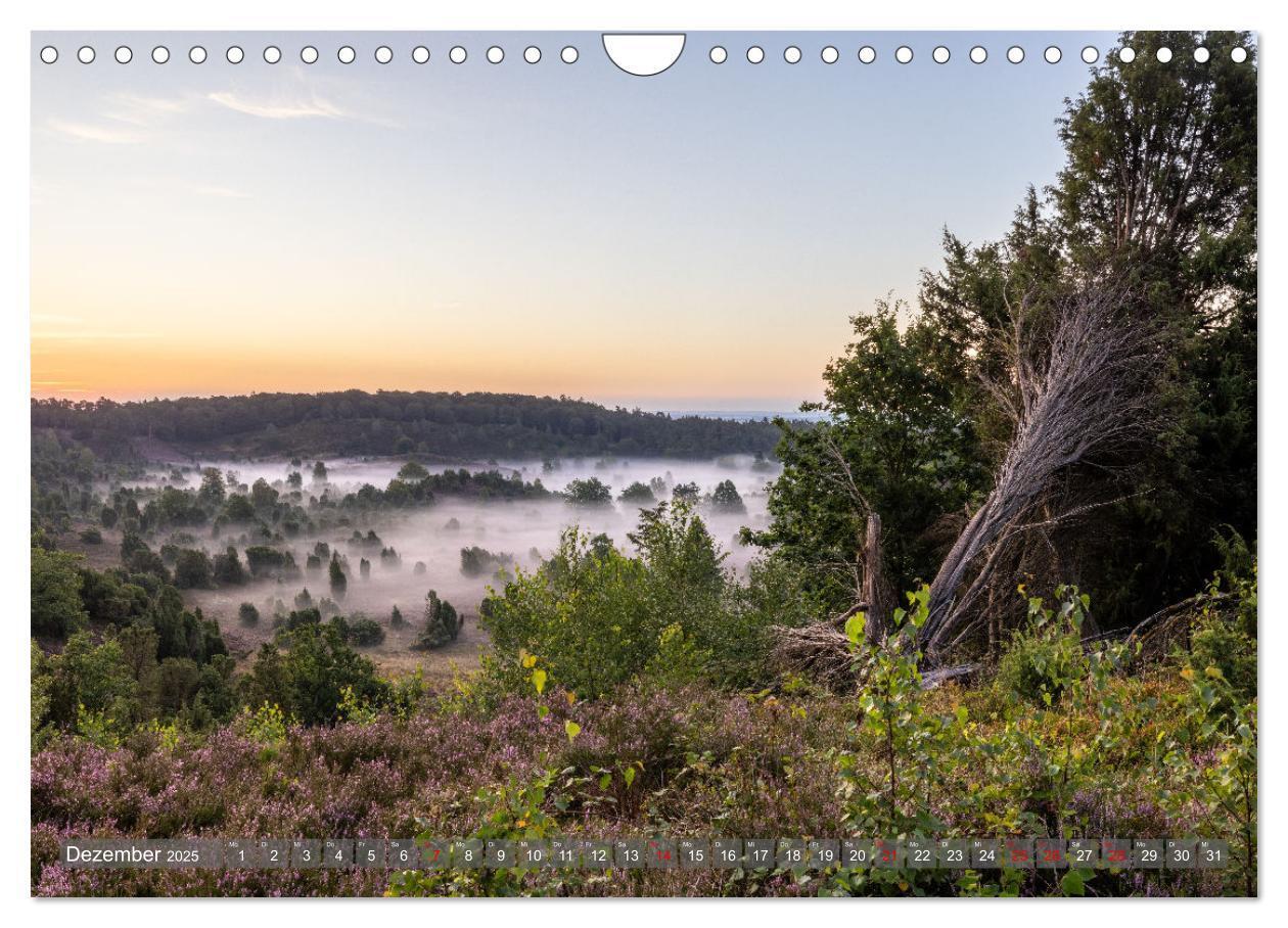 Bild: 9783383841361 | Die Lüneburger Heide - In voller Blüte (Wandkalender 2025 DIN A4...