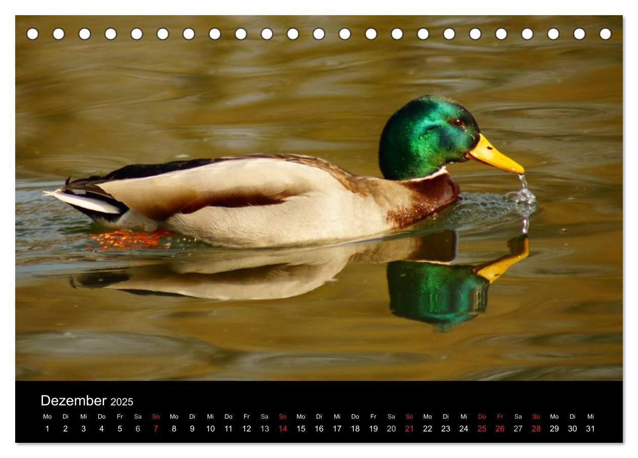 Bild: 9783435833610 | Das Leben der Enten (Tischkalender 2025 DIN A5 quer), CALVENDO...