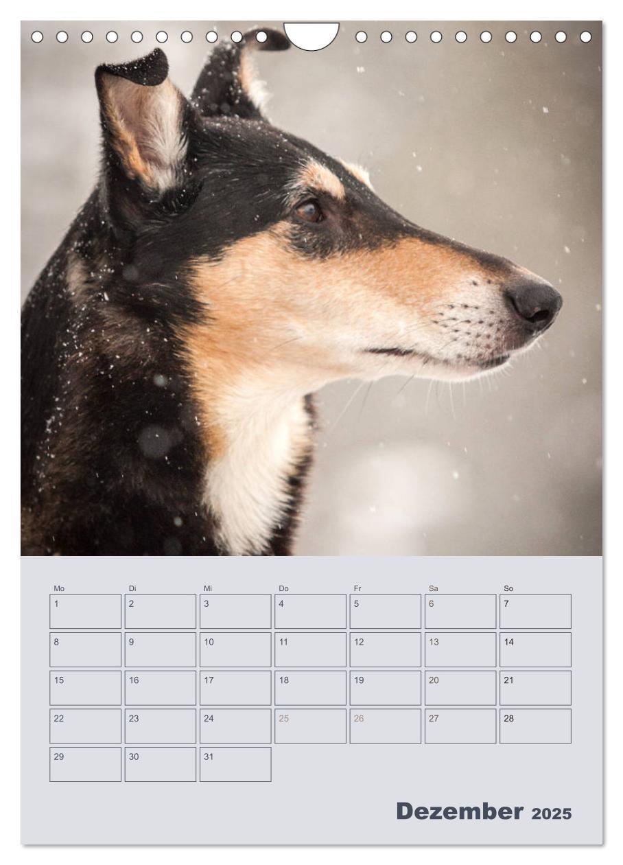 Bild: 9783457052280 | Kurzhaarcollies (Wandkalender 2025 DIN A4 hoch), CALVENDO...