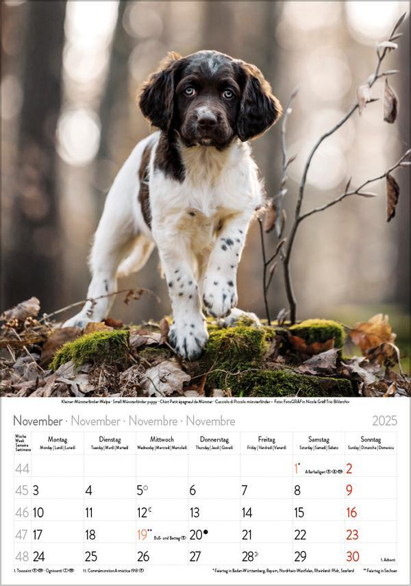 Bild: 9783731876175 | Hunde 2025 | Wandkalender mit Fotos von Hunden. Format 23,5 x 33,5 cm.