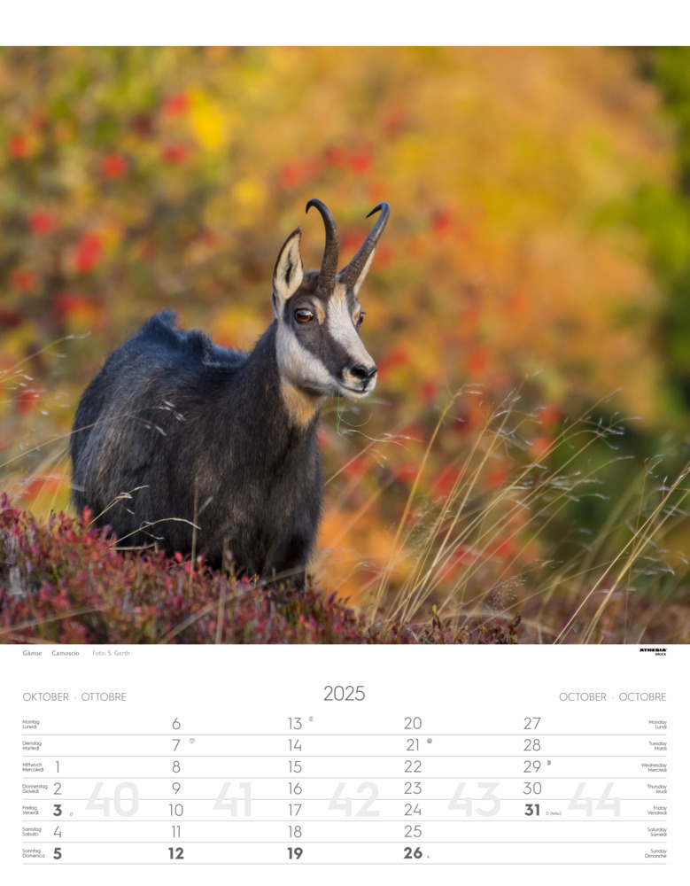 Bild: 9788868397449 | Tiere der Alpen - Kalender 2025 | Animali delle Alpi - Alpine animals