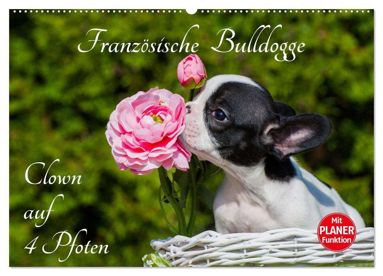 Cover: 9783383328008 | Französische Bulldogge - Clown auf 4 Pfoten (Wandkalender 2024 DIN...
