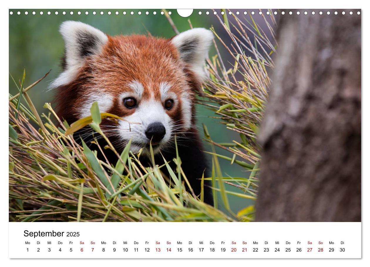 Bild: 9783435330140 | Rote Pandas - geschickte Kletterer (Wandkalender 2025 DIN A3 quer),...