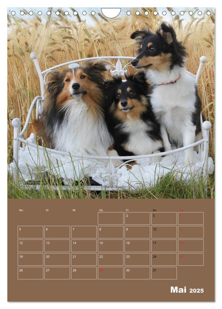 Bild: 9783457013298 | SHELTIES Herzensbrecher auf 4 Pfoten (Wandkalender 2025 DIN A4...