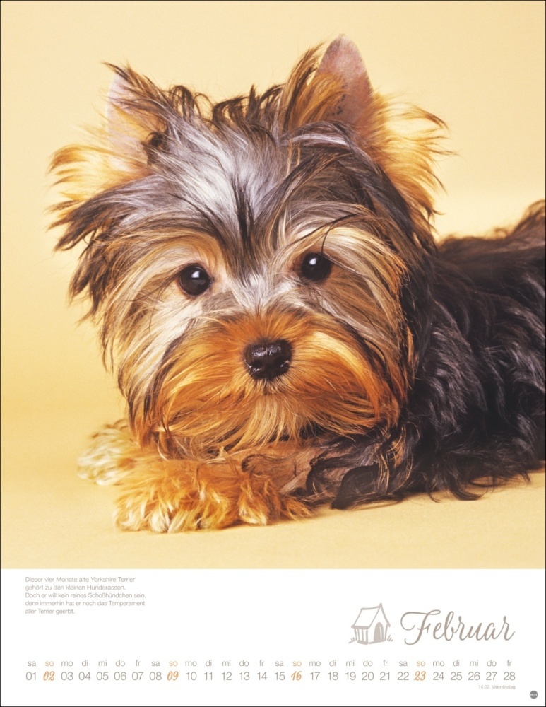 Bild: 9783756405329 | Hundekinder Posterkalender 2025 | Monika Wegler | Kalender | 14 S.