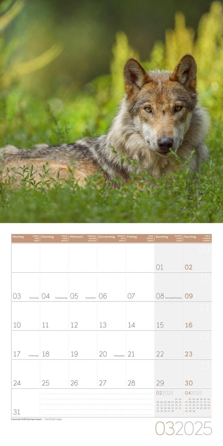 Bild: 9783838445267 | Heimische Wildtiere Kalender 2025 - 30x30 | Ackermann Kunstverlag