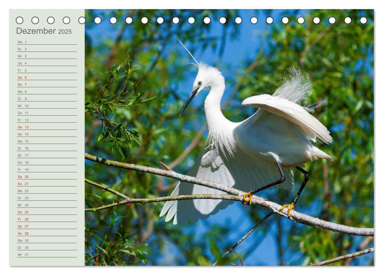 Bild: 9783435097760 | Donaudelta - Tierparadies am Schwarzen Meer (Tischkalender 2025 DIN...