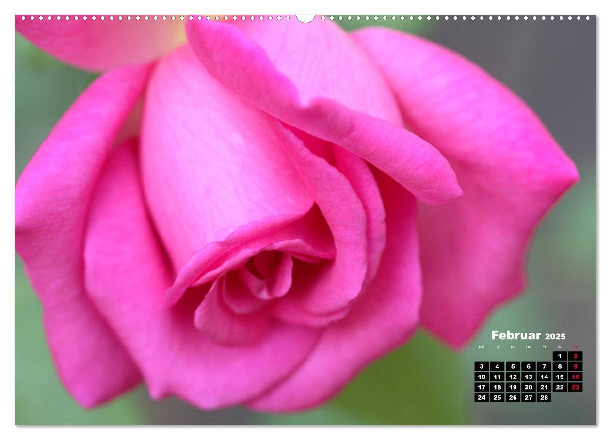 Bild: 9783435234356 | Magie der Rosen (Wandkalender 2025 DIN A2 quer), CALVENDO...