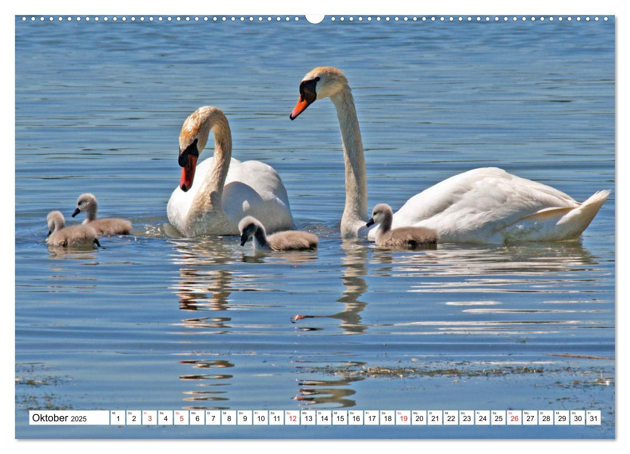 Bild: 9783435182176 | Chiemsee - Sommerferien am bayrischen Meer (Wandkalender 2025 DIN...