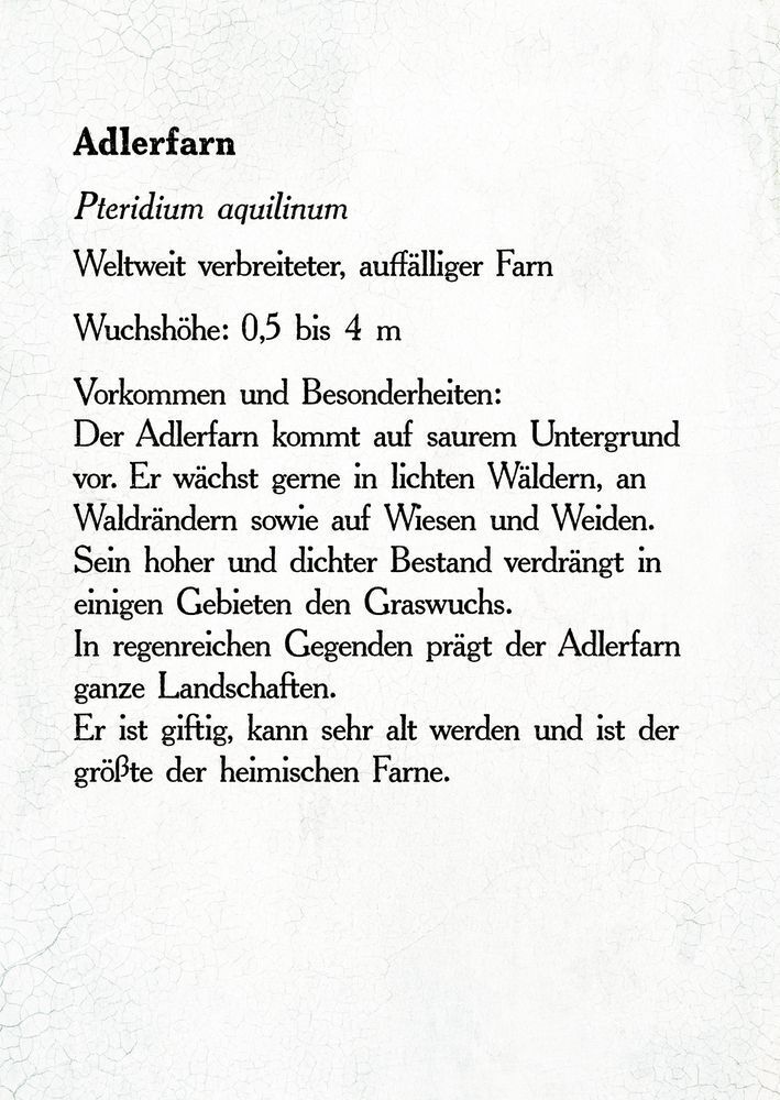 Bild: 9783649632351 | Sturmhöhe | Emily Brontë | Buch | 272 S. | Deutsch | 2019