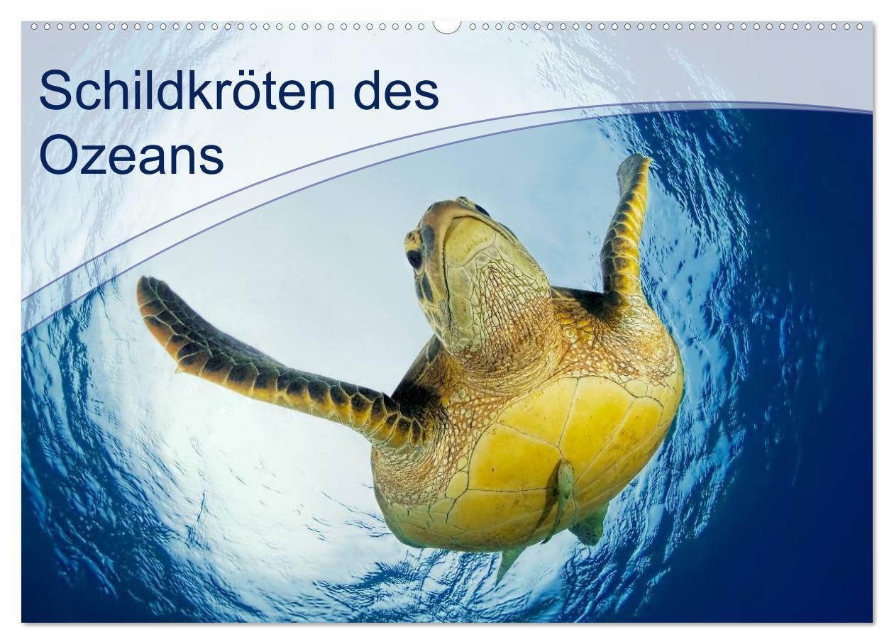 Cover: 9783435596959 | Schildkröten des Ozeans (Wandkalender 2025 DIN A2 quer), CALVENDO...