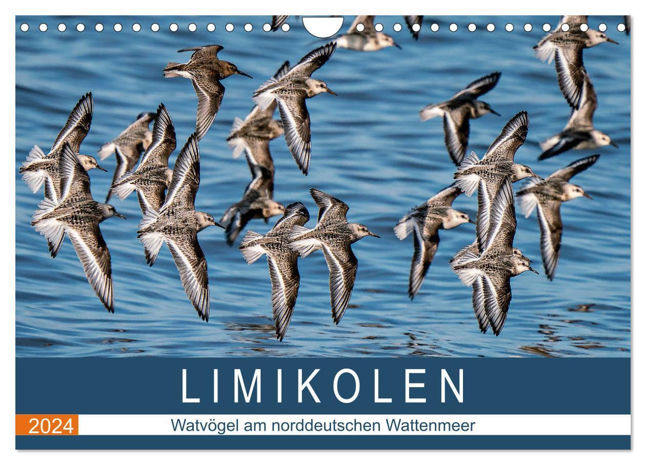 Cover: 9783675946262 | Limikolen - Watvögel am norddeutschen Wattenmeer (Wandkalender 2024...