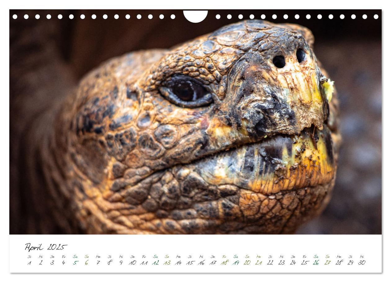 Bild: 9783383854200 | Wildes Galapagos - Die Tiere der Galapagos Inseln (Wandkalender...