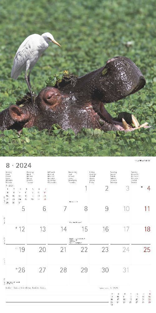Bild: 4251732335472 | Tierfreundschaften 2024 - Broschürenkalender 30x30 cm (30x60...