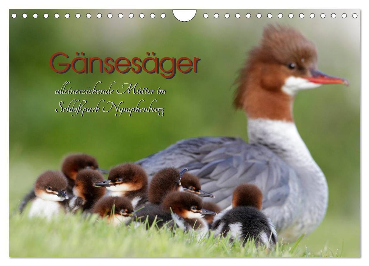 Cover: 9783383281891 | Gänsesäger - alleinerziehende Mütter im Schloßpark Nymphenburg...