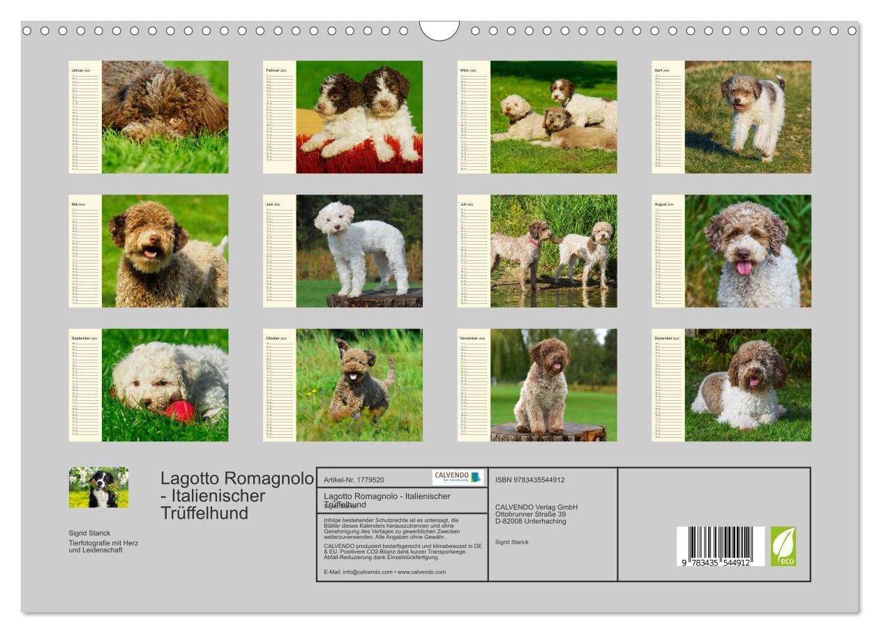 Bild: 9783435544912 | Lagotto Romagnolo - Italienischer Trüffelhund (Wandkalender 2025...