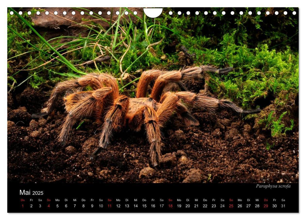 Bild: 9783435776313 | Vogelspinnen - Tarantulas (Wandkalender 2025 DIN A4 quer), CALVENDO...