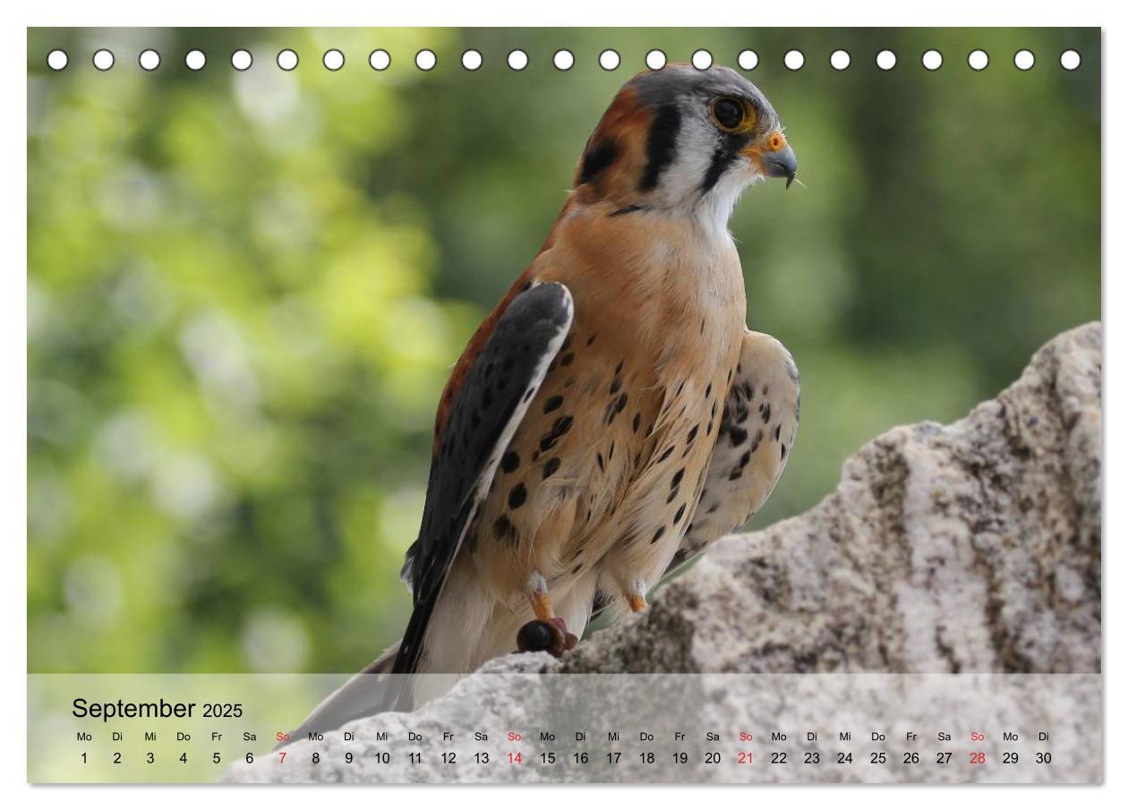 Bild: 9783435650330 | Falken und Greifvögel. Edle Jäger (Tischkalender 2025 DIN A5 quer),...