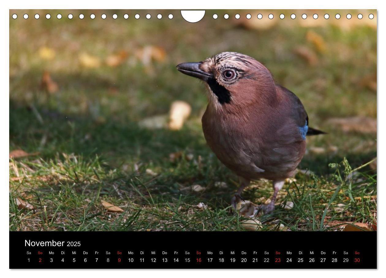 Bild: 9783435560264 | Eichelhäher der Waldpolizist (Wandkalender 2025 DIN A4 quer),...