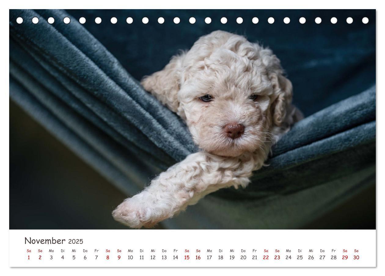 Bild: 9783383999031 | Lagotto Romagnolo - Spiel und Spaß in der Welpenzeit (Tischkalender...