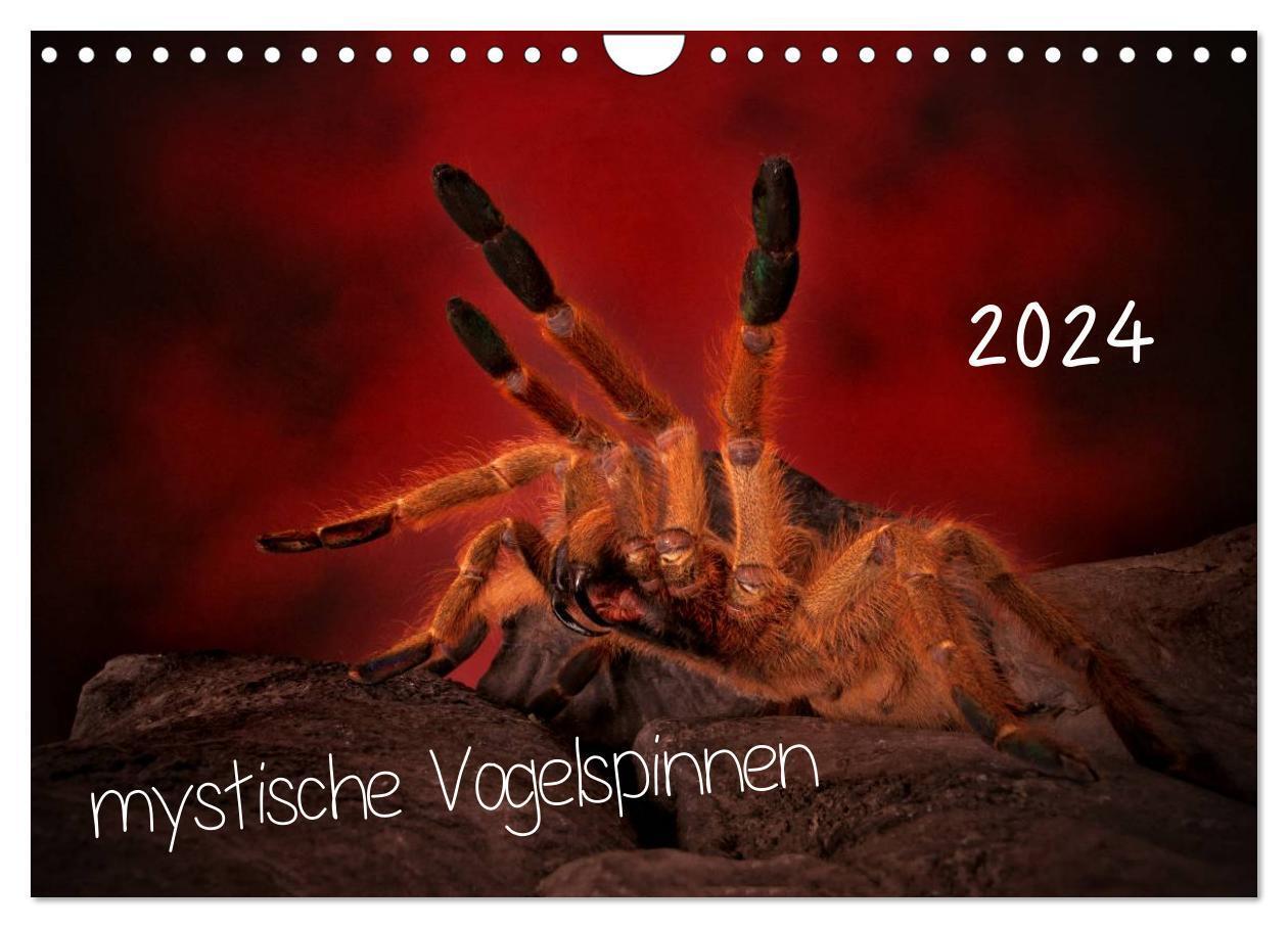 Cover: 9783383312083 | Mystische Vogelspinnen (Wandkalender 2024 DIN A4 quer), CALVENDO...