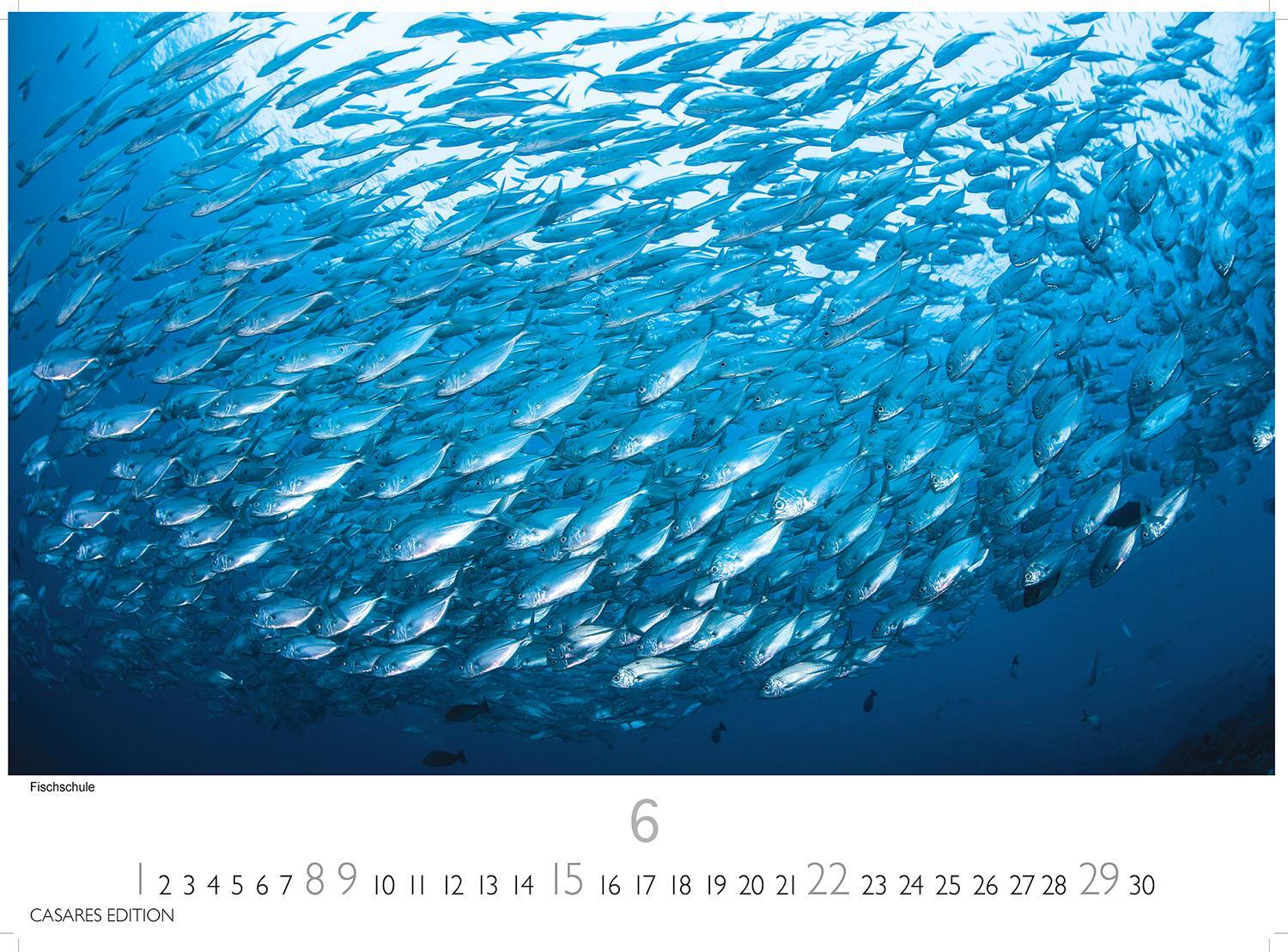 Bild: 9781835241165 | Unterwasserwelten 2025 L 35x50cm | Kalender | 14 S. | Deutsch | 2025