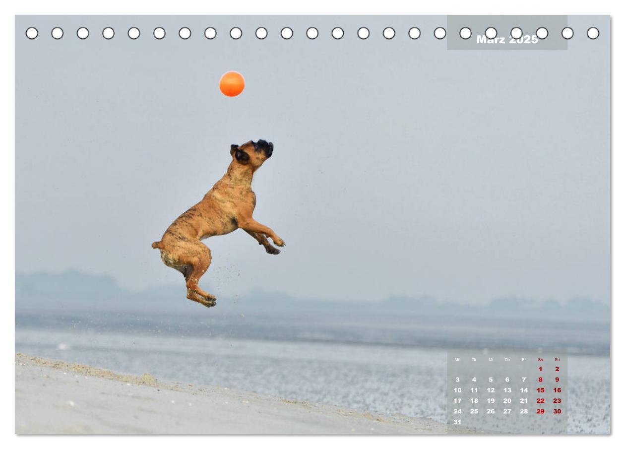 Bild: 9783435337774 | Typisch Boxer (Tischkalender 2025 DIN A5 quer), CALVENDO...