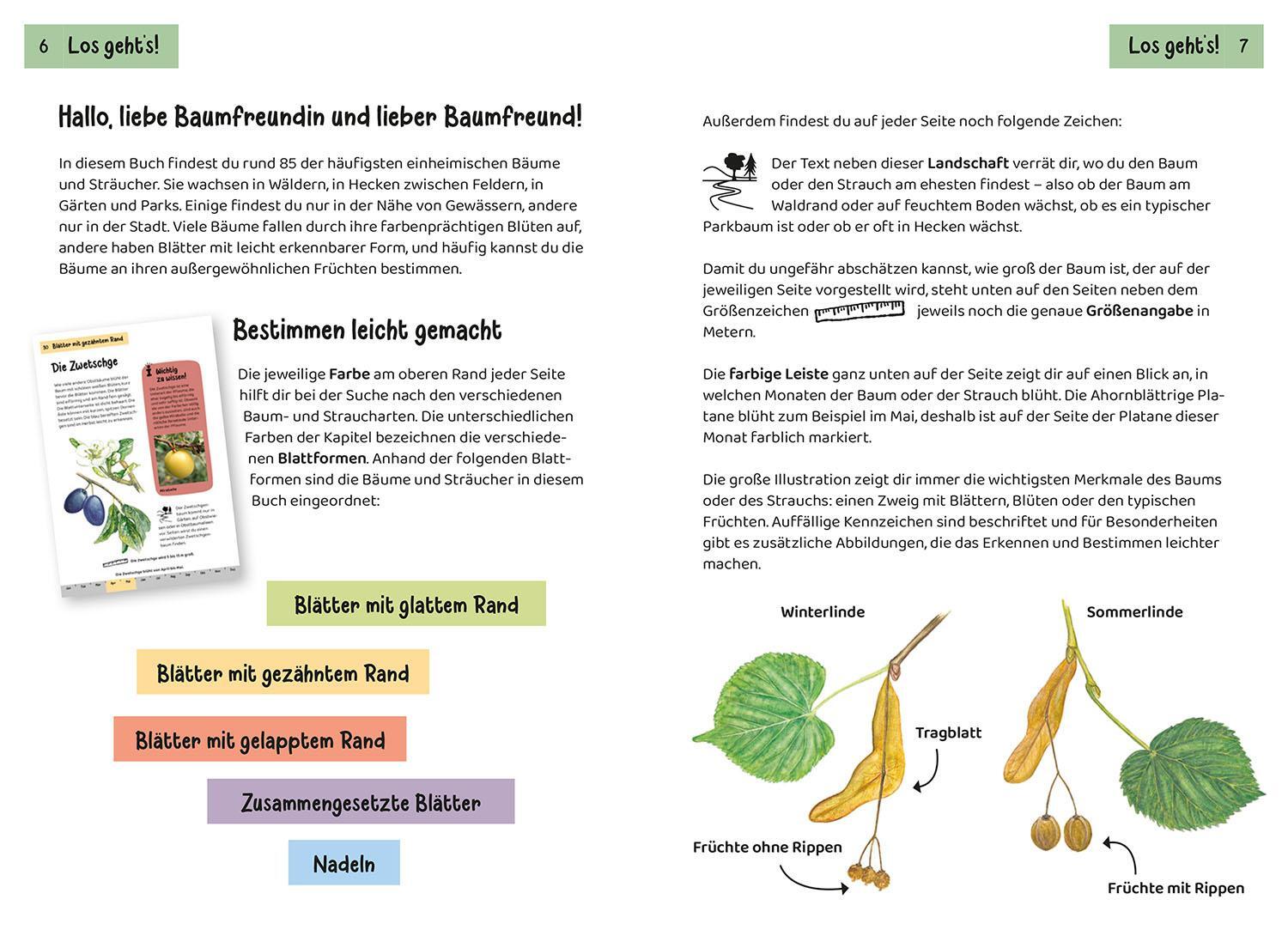 Bild: 9783440172452 | Welcher Baum ist das? Kindernaturführer | Holger Haag | Taschenbuch