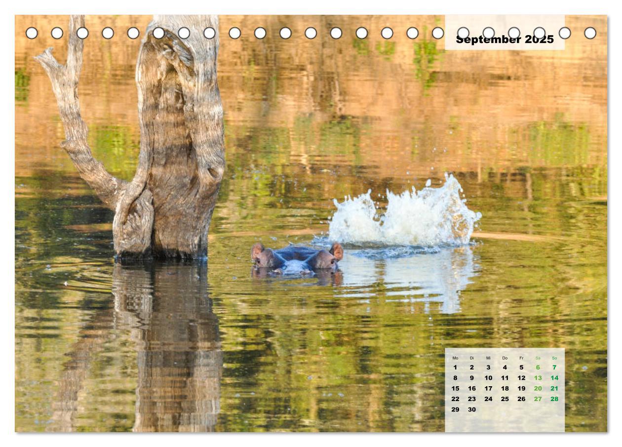 Bild: 9783435327461 | Nilpferde, Kolosse im Wasser (Tischkalender 2025 DIN A5 quer),...