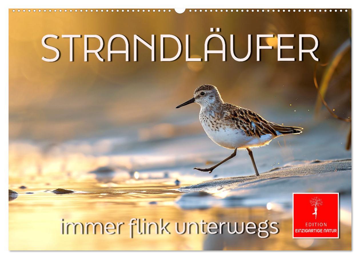 Cover: 9783383768415 | Strandläufer - immer flink unterwegs (Wandkalender 2025 DIN A2...