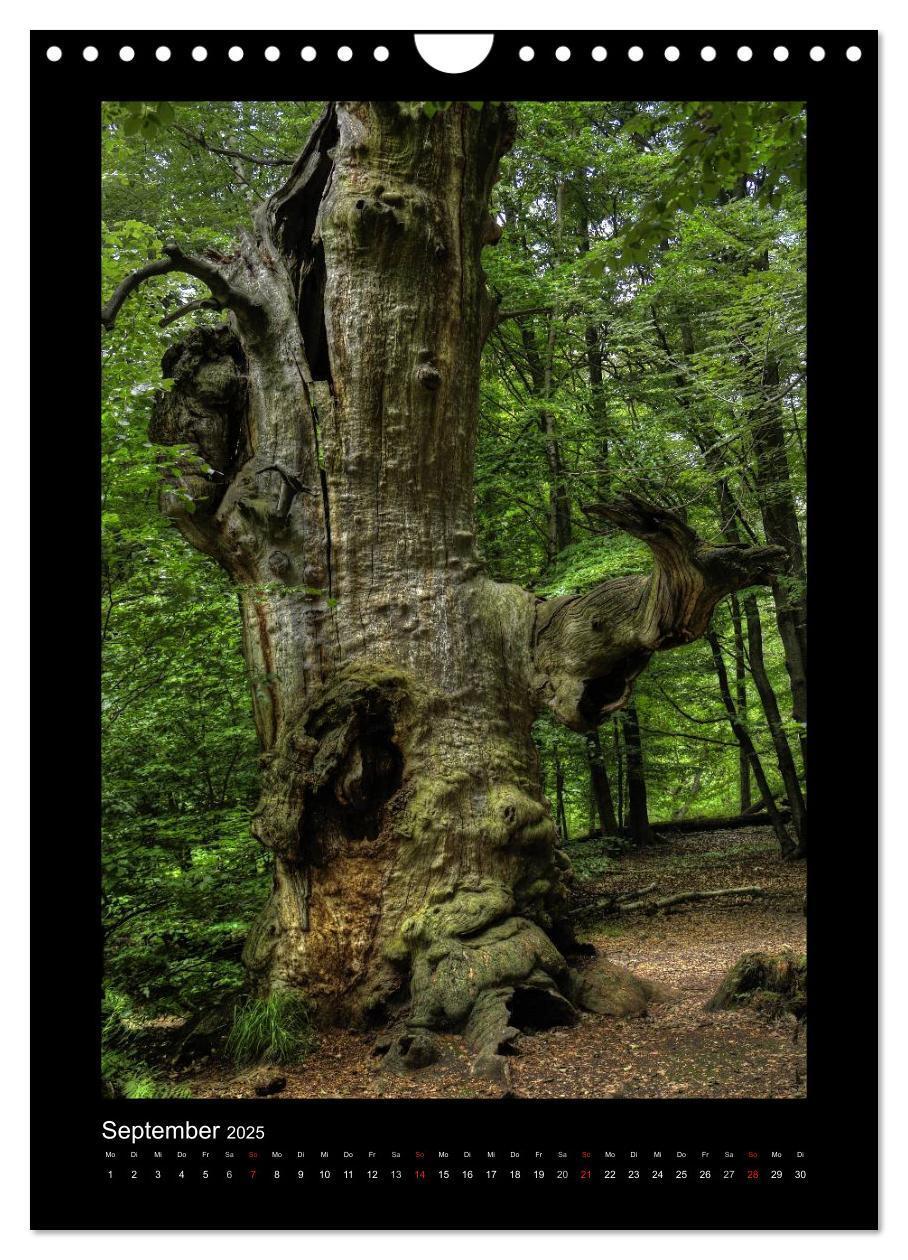 Bild: 9783457089279 | Mythos Baum / 2025 (Wandkalender 2025 DIN A4 hoch), CALVENDO...