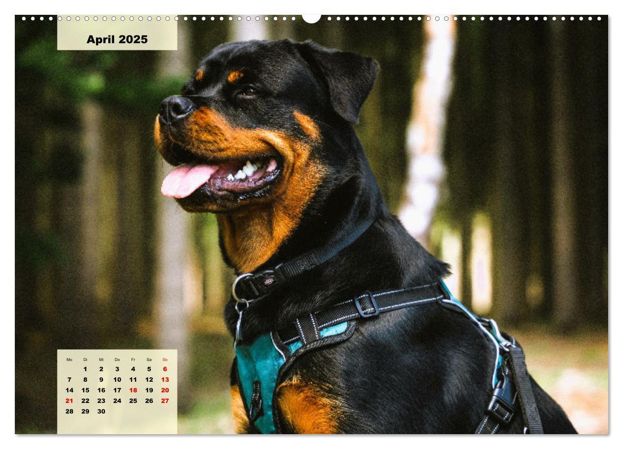 Bild: 9783383944024 | Mein Rottweiler. Nervenstarker Gebrauchs- und Begleithund...