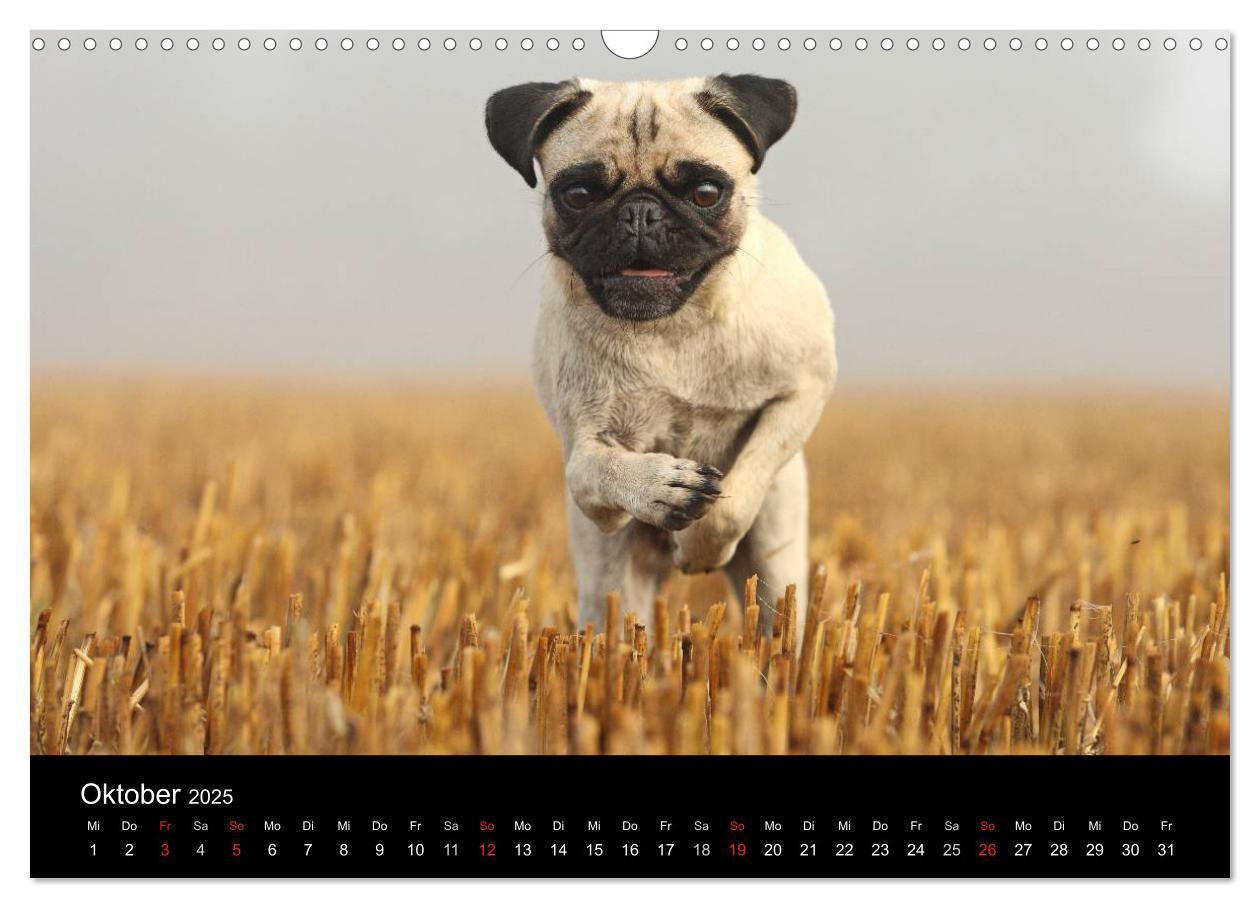 Bild: 9783435770557 | Der MOPS-Kalender (Wandkalender 2025 DIN A3 quer), CALVENDO...