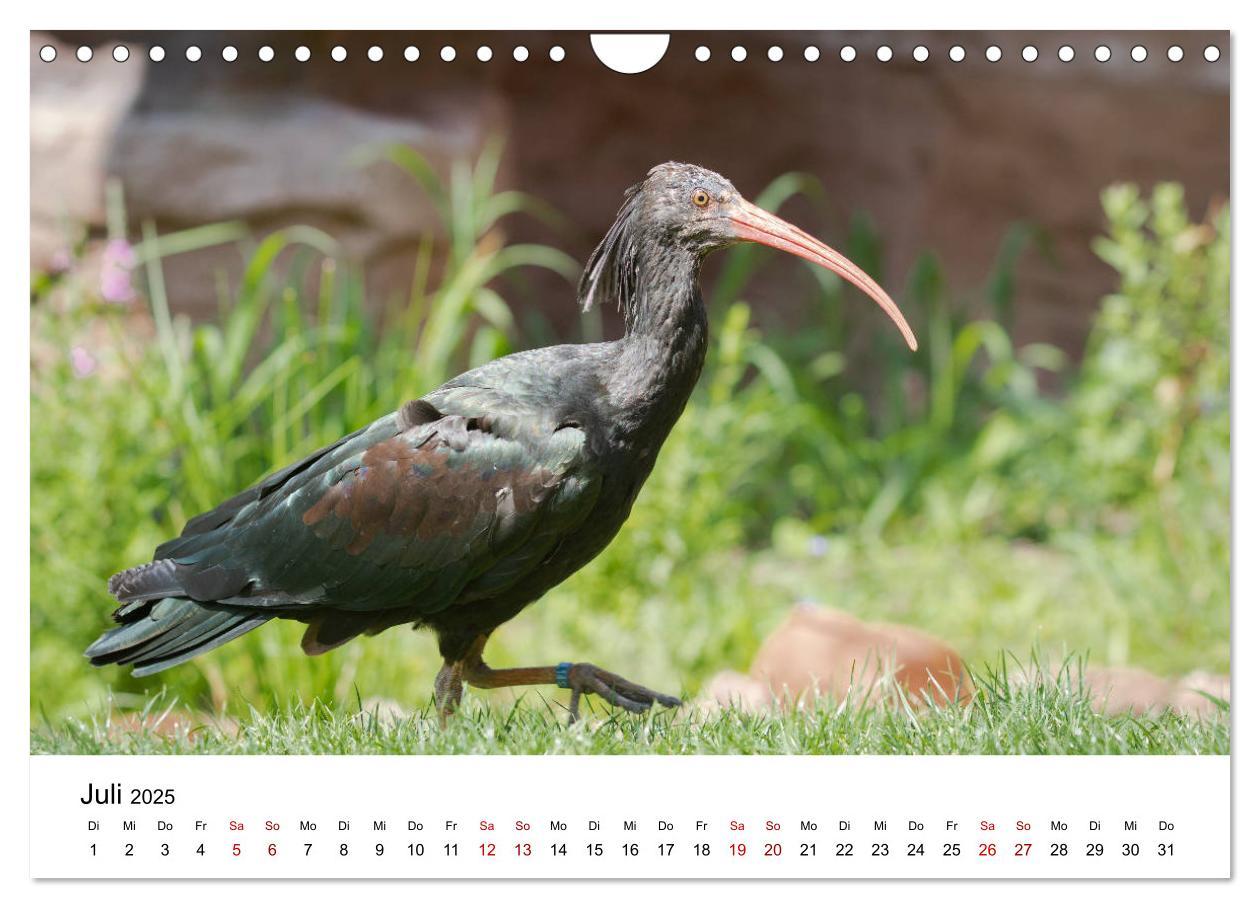 Bild: 9783435137046 | Der Waldrapp - Ein skurriler Vogel (Wandkalender 2025 DIN A4 quer),...