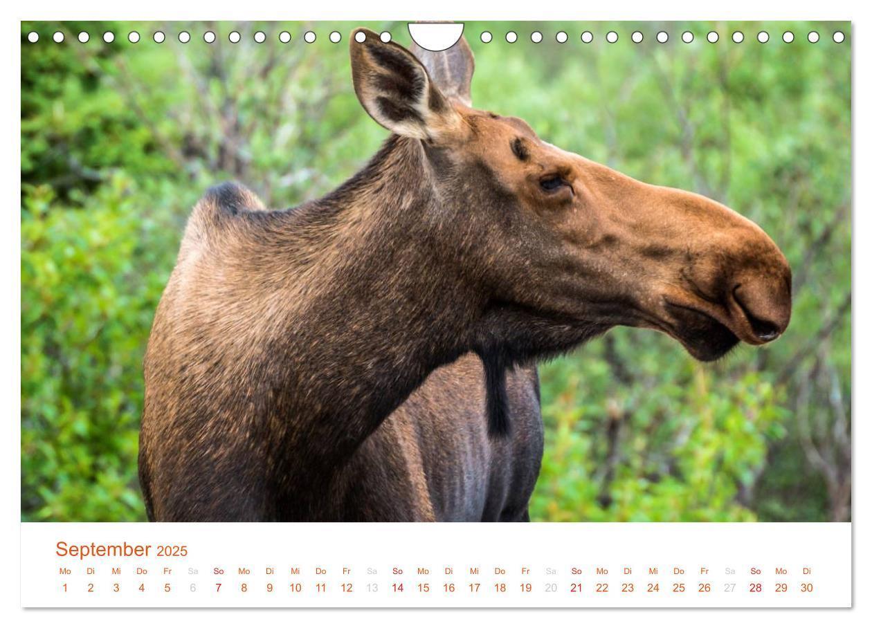 Bild: 9783435793631 | Der Alaska Kalender (Wandkalender 2025 DIN A4 quer), CALVENDO...