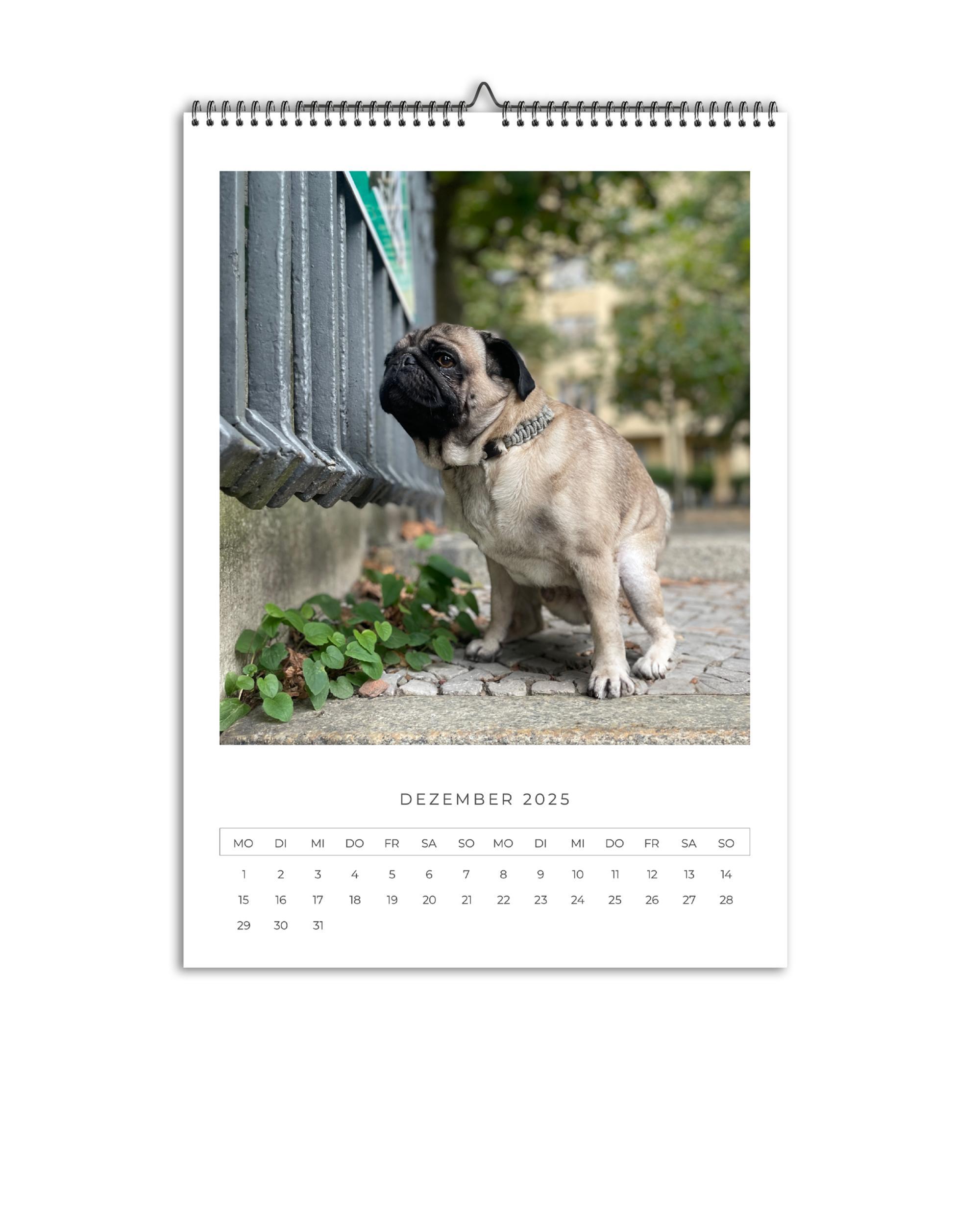 Bild: 9783690280099 | Karl der Mops | A3 Wandkalender 2025 | FelixCreative GmbH | Kalender