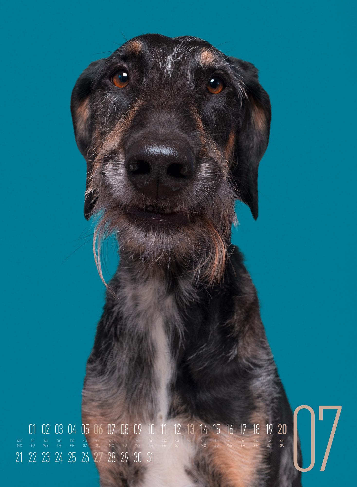 Bild: 9783838425870 | Frei Schnauze - Kalender 2025 | Elke Vogelsang (u. a.) | Kalender