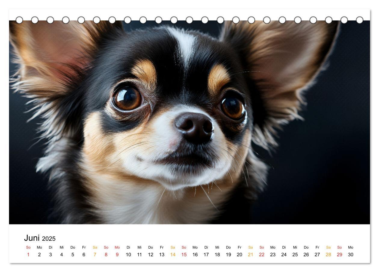 Bild: 9783457237106 | Chihuahua - kleine Energiebündel (Tischkalender 2025 DIN A5 quer),...