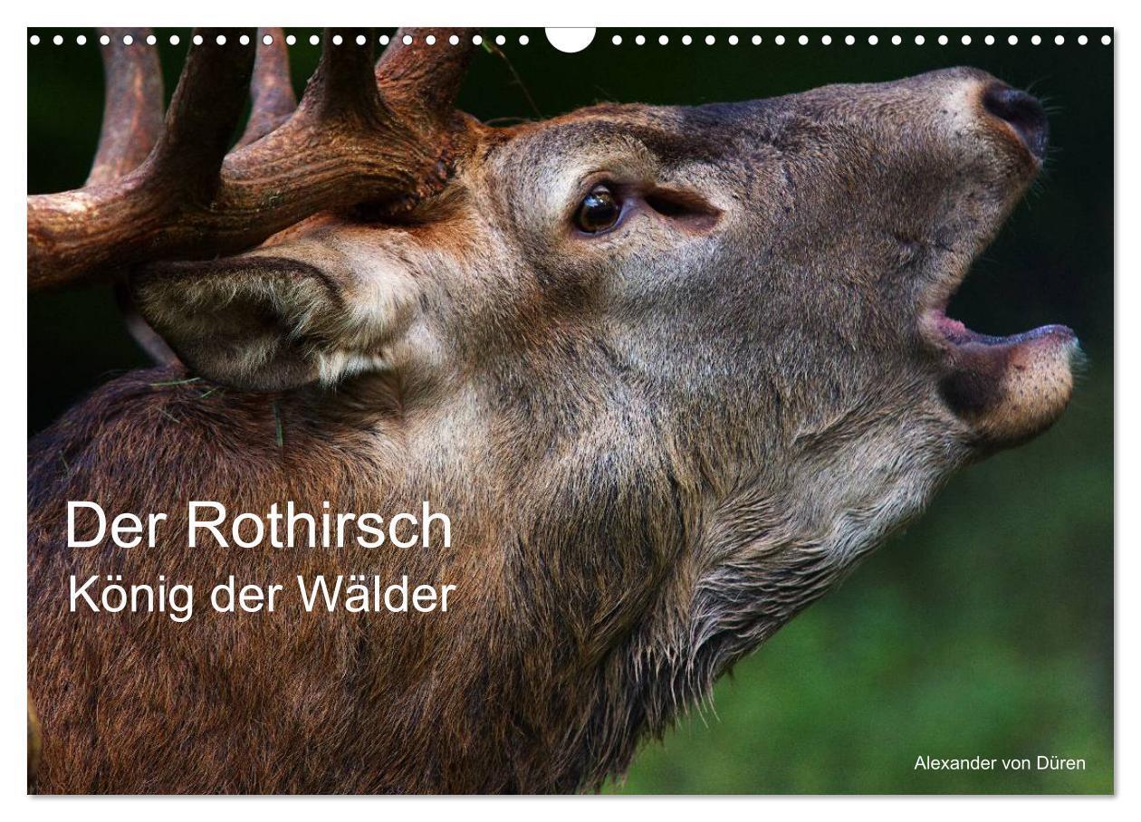 Cover: 9783383354250 | Der Rothirsch, König der Wälder (Wandkalender 2024 DIN A3 quer),...