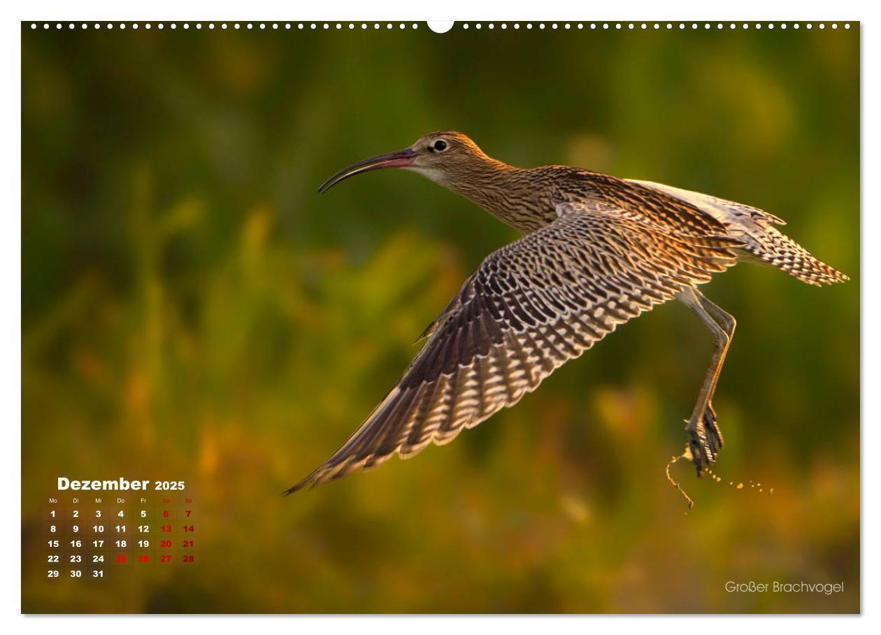 Bild: 9783435379392 | Wattvögel an der Friesischen IJsselmeerküste (Wandkalender 2025 DIN...