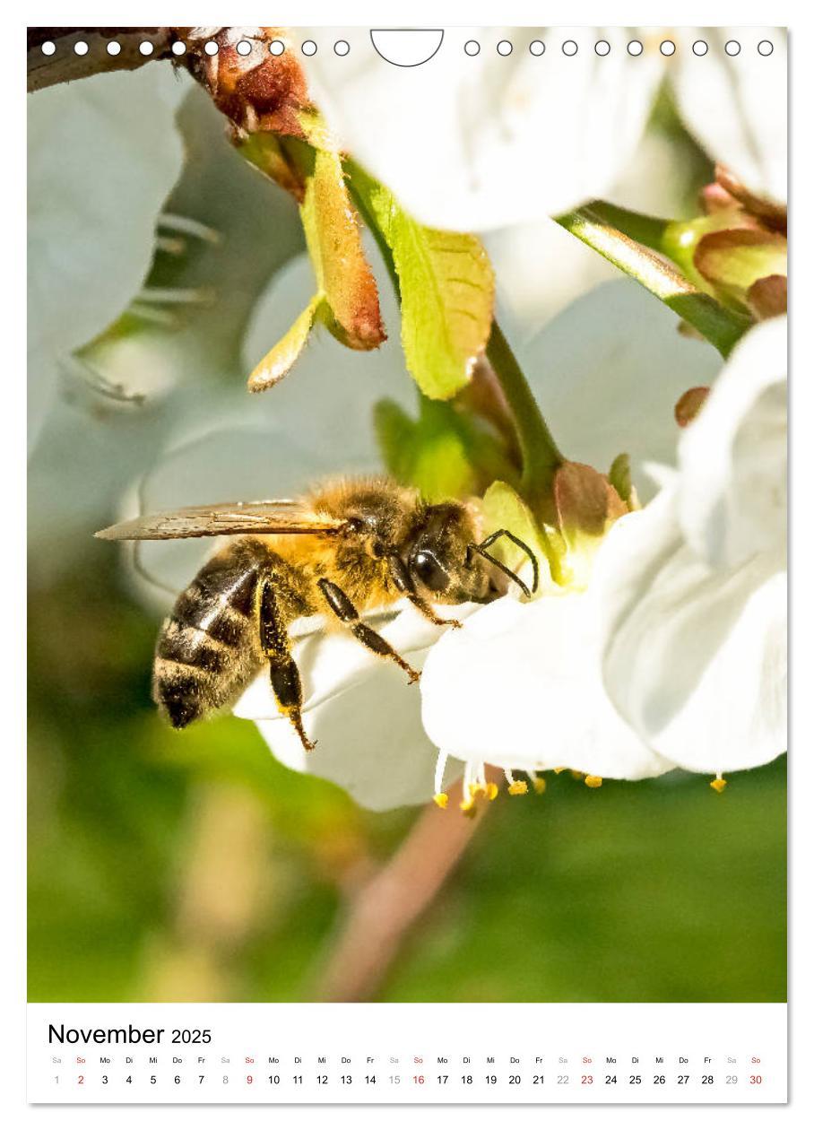 Bild: 9783435966653 | BIENEN - Kleine Nützlinge ganz nah (Wandkalender 2025 DIN A4 hoch),...