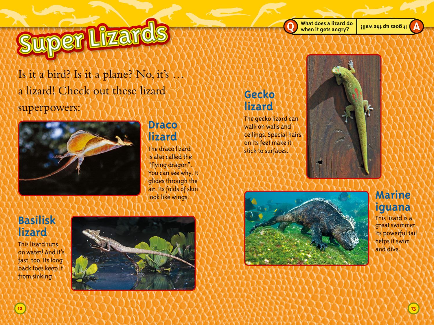 Bild: 9780008266738 | Lizards | Level 3 | Laura Marsh (u. a.) | Taschenbuch | Englisch