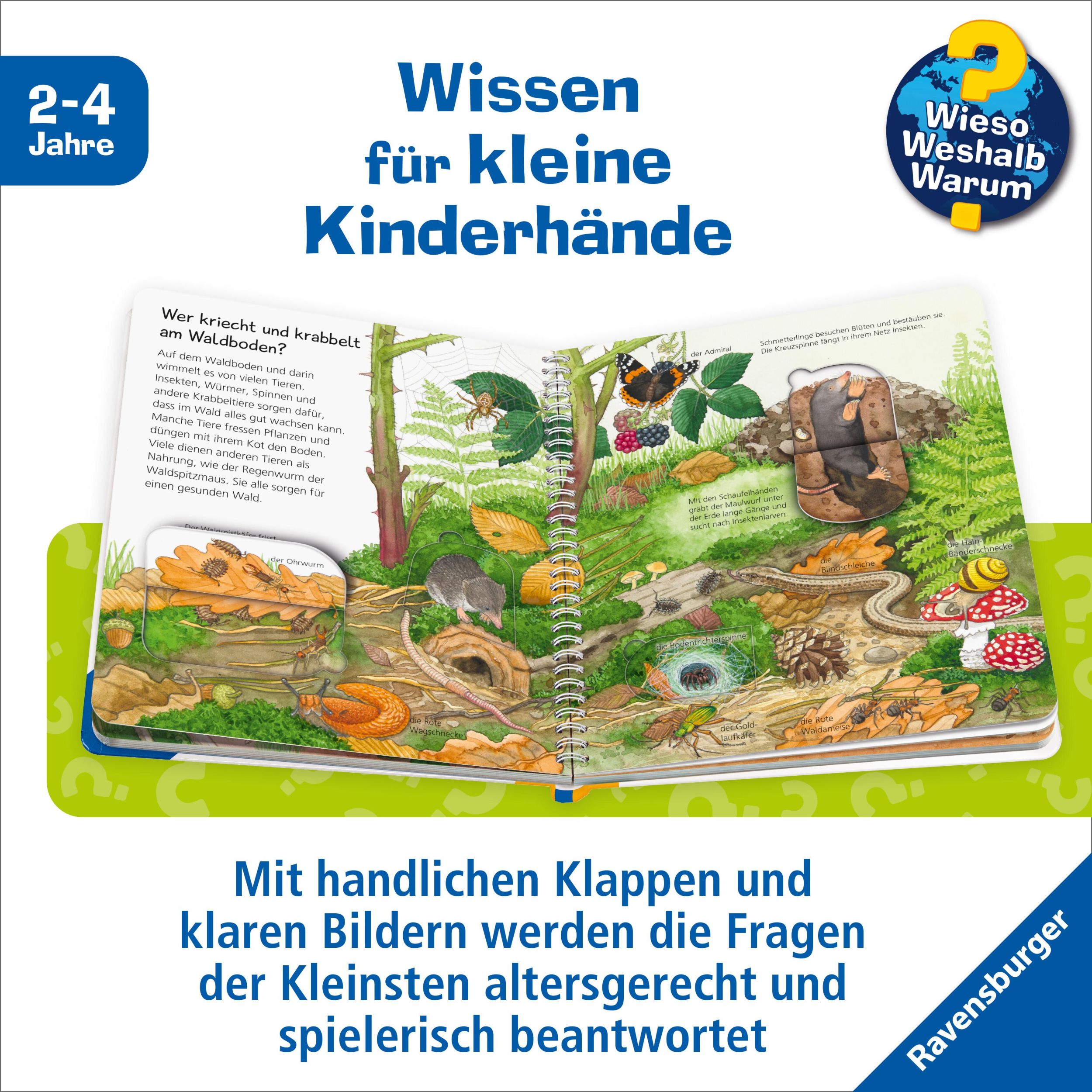 Bild: 9783473600793 | Wieso? Weshalb? Warum? junior, Band 77: Tiere im Wald | Mennen | Buch